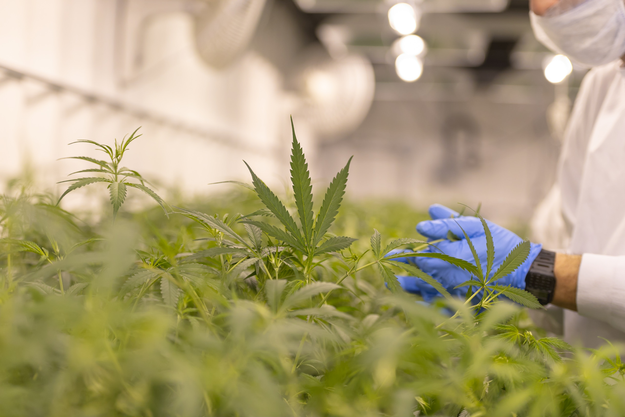 Cannabis Legalization and Regulation - Network for Public Health Law